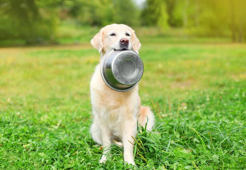 Insectos en la alimentación canina una alternativa sostenible y saludable